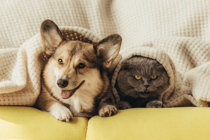 Reflexiones sobre el amor y el respeto hacia los animales en nuestras vidas